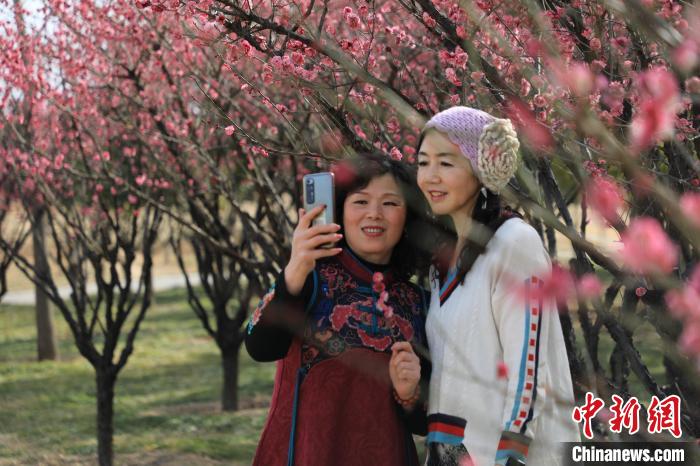 市民在梅花樹下拍照。 鄧小強(qiáng) 攝