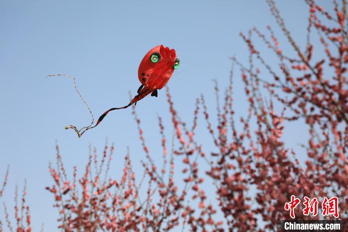 風(fēng)箏在花中飛舞。 鄧小強(qiáng) 攝