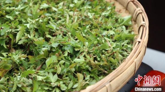 圖為班瑪藏雪茶。 孫睿 攝