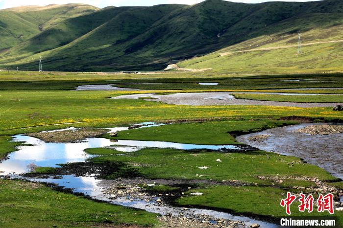 監測顯示:6月青海省草地產草量較近五年略增
