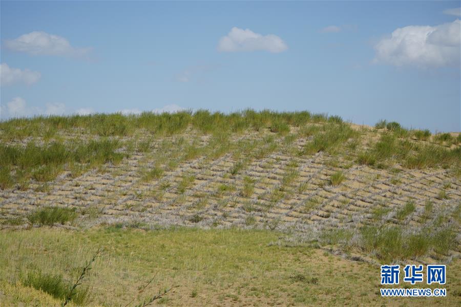 （決戰決勝脫貧攻堅·圖文互動）（3）高原鄉鎮沙珠玉 治沙斗貧成“綠?！薄嗪Ｊ」埠涂h沙珠玉鄉采訪見聞