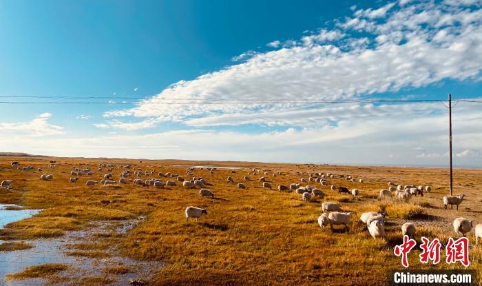 青海:天然草原基本達到草畜平衡草原生態功能逐步恢復